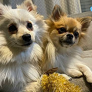 Naya participe au concours pour gagner de l'argent avec cette photo : animal, companions, cute, dog, domestic, ears, eyes, face, fluffy, fur, indoor, mammal, nose, pet, pomeranian, portrait, relaxed, sofa, toy, whiskers