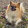 Naya participe au concours pour gagner de l'argent avec cette photo : animal, canine, cute, dog, fluffy, fur, grass, happy, leash, nature, outdoor, pet, playful, pomeranian, portrait, rocks, sitting, smiling, sunlight, tongue