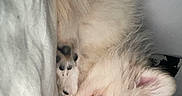 Tyca a rejoint le concours — aidez-le/la à gagner de superbes lots ! animal, bed, blanket, closeup, companion, cozy, curious, cute, dog, face, fur, human, indoor, paw, pet, puppy, resting, sleeping, snout, white_fur