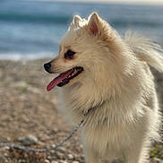 Tyca a rejoint le concours — aidez-le/la à gagner de superbes lots ! animal, beach, canine, collar, daytime, dog, fluffy, fur, happy, nature, ocean, outdoor, pet, rocks, side_profile, summer, sunlight, tongue_out, water, white_dog