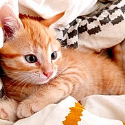 Sydney participe au concours pour gagner de l'argent avec cette photo : cat, kitten, orange_cat, sleeping_cat, animal, pet, furry, whiskers, ears, blue_eyes, cozy, blanket, bedding, indoors, cute, relaxed, cuddling, portrait, close_up, home