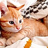 cat, kitten, orange_cat, sleeping_cat, animal, pet, furry, whiskers, ears, blue_eyes, cozy, blanket, bedding, indoors, cute, relaxed, cuddling, portrait, close_up, home