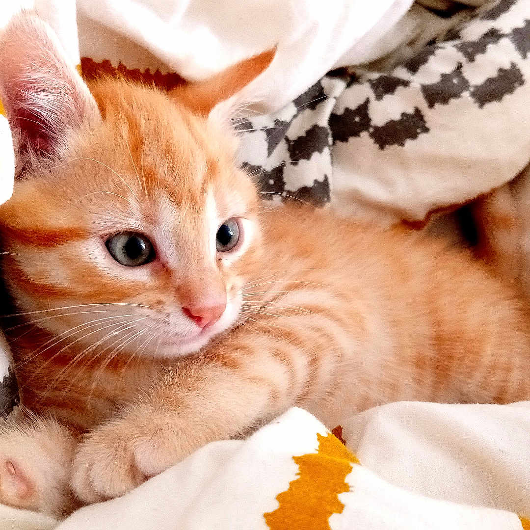 Sydney participe au concours pour gagner de l'argent avec cette photo : cat, kitten, orange_cat, sleeping_cat, animal, pet, furry, whiskers, ears, blue_eyes, cozy, blanket, bedding, indoors, cute, relaxed, cuddling, portrait, close_up, home