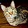 Meeow