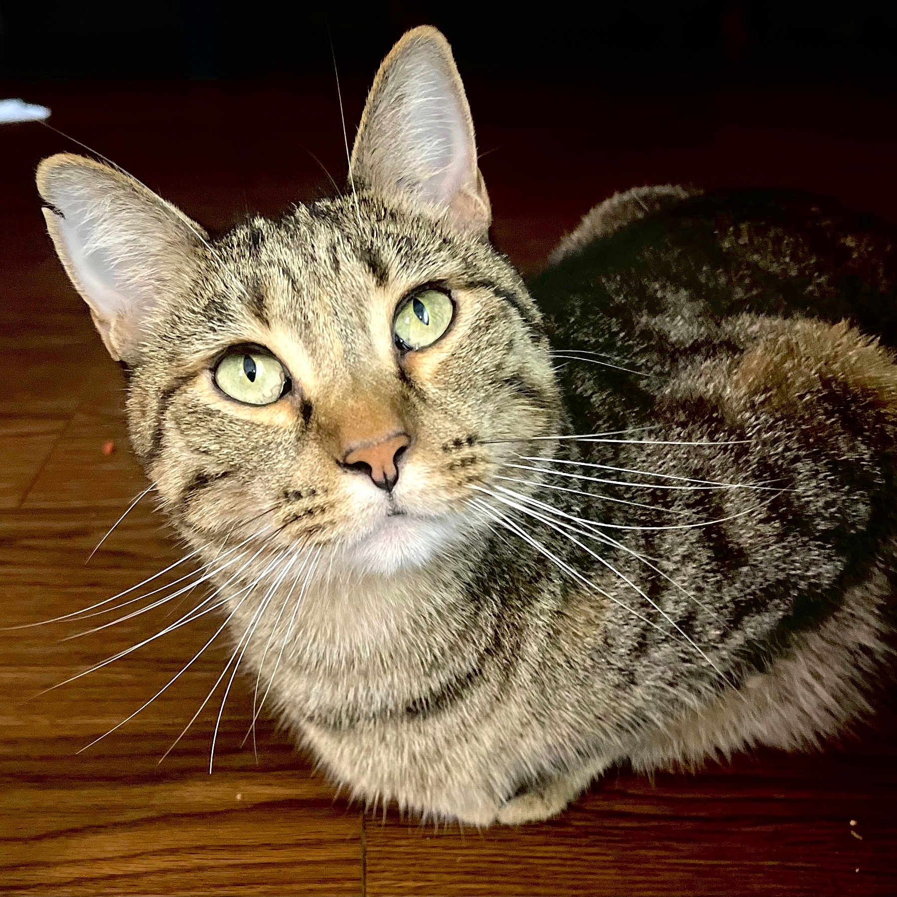 Meeow is registered to the contest to win money with this photo: animal, cat, close_up, curious, domestic_cat, ears, face, feline, fur, green_eyes, indoor, looking, mammal, pet, portrait, sitting, tabby, whiskers, wooden_floor