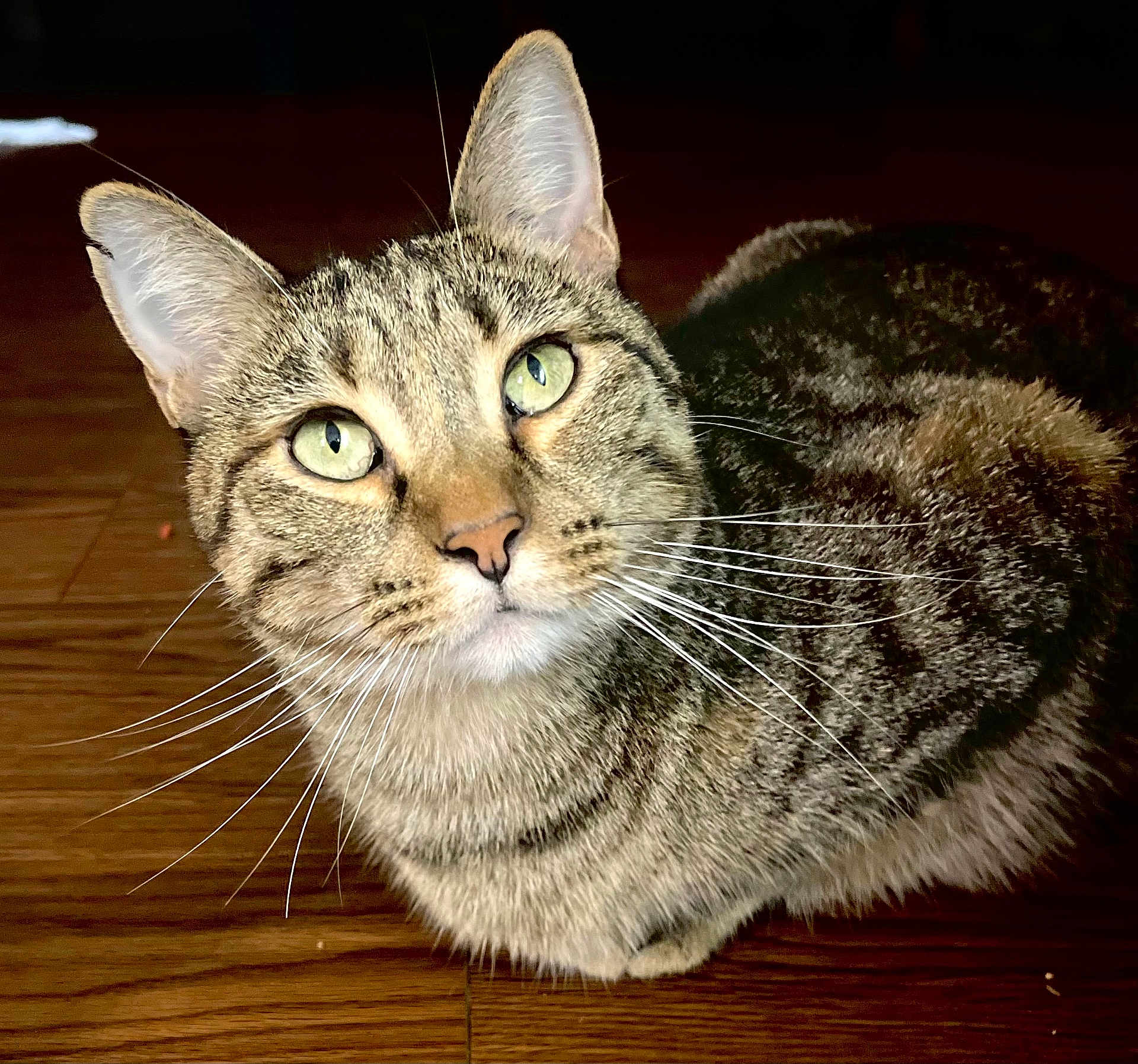 Meeow is registered to the contest to win money with this photo: cat, tabby, pet, animal, whiskers, green_eyes, fur, close_up, wooden_floor, indoor, curious, domestic_cat, mammal, sitting, face, portrait, ears, feline, looking