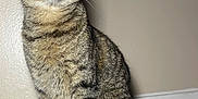 Meeow is registered to the contest to win money with this photo: cat, tabby, indoor, pet, animal, feline, striped, floor, wooden_floor, sitting, alert, yellow_eyes, whiskers, fur, ears, tail, closeup, domestic_cat, looking_up, background_wall