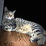 Meeow is registered to the contest to win money with this photo: cat, tabby_cat, animal, pet, feline, relaxed, lying_down, wooden_floor, striped_fur, whiskers, paw, indoor, resting, closeup, domestic_cat, mammal, cute, sleepy, quiet, shadow