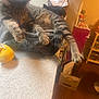 Meeow joined the competition — help win amazing prizes! cat, tabby_cat, sleeping, basket, paw, countertop, indoor, furniture, household, relaxed, pet, fur, striped, cozy, resting, domestic_animal, home, table, nap, animal