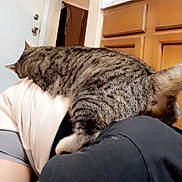 Meeow joined the competition — help win amazing prizes! tabby_cat, cat, person, kitchen, wooden_cabinets, door, indoor, striped_fur, pet, animal, feline, casual_clothing, back, torso, home, domestic, resting, curious, furniture, appliance