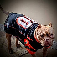 Kookie is registered to the contest to win money with this photo: dog, pet, animal, jersey, sportswear, brown_dog, indoor, floor, tile, wall, pet_clothing, standing, looking, ears, tail, muzzle, wrinkles, legs, expression, companion