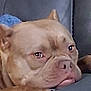 Kookie is registered to the contest to win money with this photo: dog, brown_dog, resting, couch, indoor, pet, close_up, canine, side_eye, face, fur, animal, domestic_animal, companion, relaxed, expression, snout, ears, paw, home