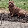 Kookie joined the competition — help win amazing prizes! dog, outdoor, chain_link_fence, mulch, concrete, brown, pet, sitting, ears_cropped, grass, yard, animal, canine, quiet, alone, daylight, fence, ground, resting, portrait
