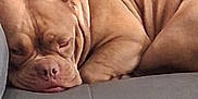 Kookie joined the competition — help win amazing prizes! dog, sleeping, couch, brown_dog, wrinkles, pet, indoor, resting, canine, cozy, fur, relaxed, animal, home, comfort, closeup, muzzle, nap, cute, companion