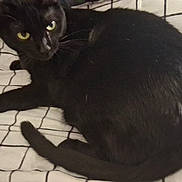 Cocoa joined the competition — help win amazing prizes! animal, bed, bedding, black_cat, cat, close_up, curious, domestic_cat, feline, fur, grid_pattern, indoor, looking, lying_down, pet, resting, tail, whiskers, white_bedspread, yellow_eyes