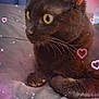 Cocoa is registered to the contest to win money with this photo: animal, bed, black_cat, cat, close_up, cozy, cute, ears, eyes, feline, fur, indoors, love_hearts, paws, pet, resting, sleepy, soft_lighting, sparkles, whiskers