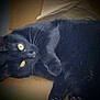 Cocoa is registered to the contest to win money with this photo: animal, black_cat, box, cardboard_box, cat, closeup, cute, domestic_cat, feline, fur, indoor, mammal, paw, pet, relaxed, resting, shadow, sleepy, whiskers, yellow_eyes