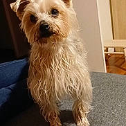 Ockie a rejoint le concours — aidez-le/la à gagner de superbes lots ! dog, small_dog, wet_fur, indoor, curious, pet, animal, canine, fur, ears, face, standing, looking, home, door, furniture, floor, cozy, cute, companion