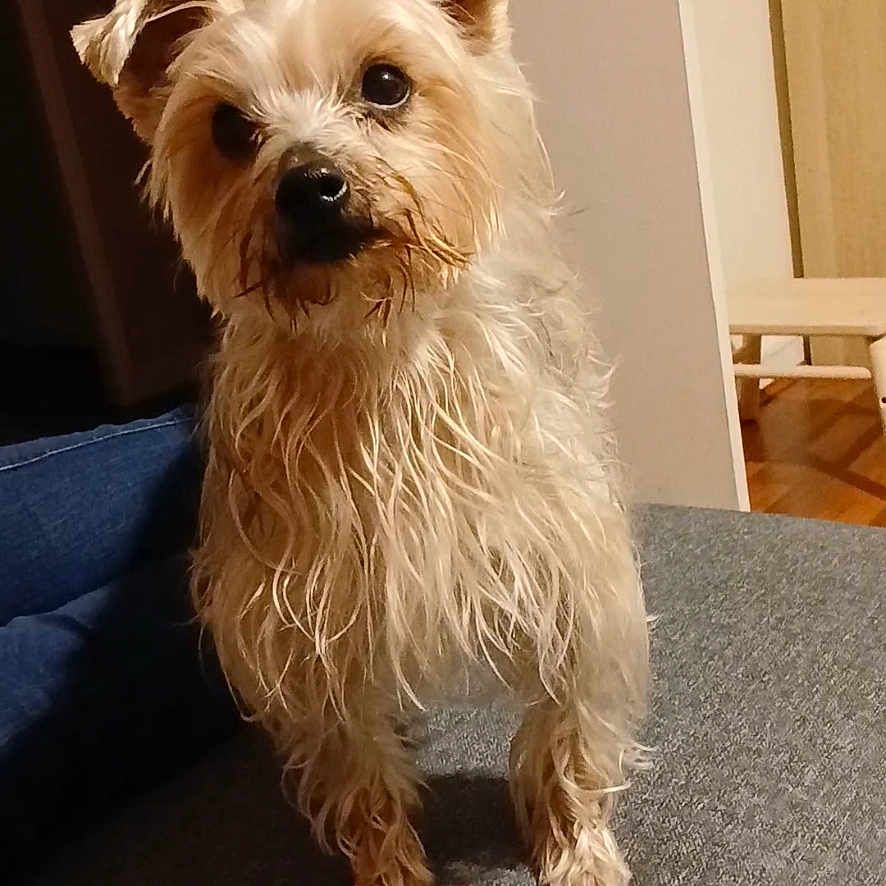 Ockie