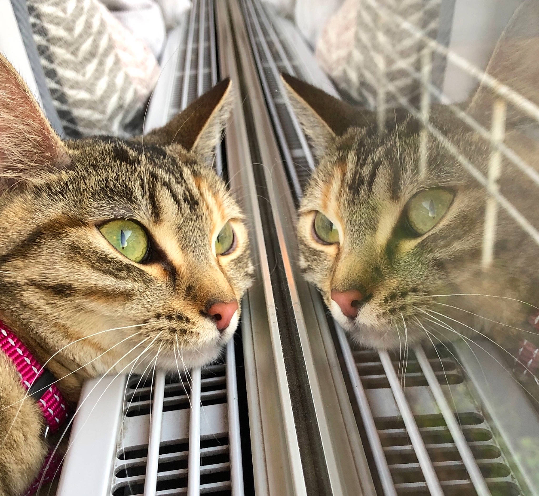 Orya a rejoint le concours — aidez-le/la à gagner de superbes lots ! aegean_cat, american_shorthair, animal_shelter, asian, bengal, california_spangled, carnivore, cat, domestic_short_haired_cat, dragon_li, european_shorthair, felidae, fur, kitten, ocicat, small_to_medium_sized_cats, snout, tabby_cat, whiskers, wild_cat