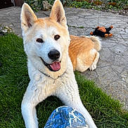 Simba participe au concours pour gagner de l'argent avec cette photo : animal, canine, collar, daylight, dog, ears, flower, fur, garden, grass, greenery, happy, outdoor, pet, playful, smiling, soccer_ball, stone_patio, tongue, toy