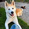 animal, canine, collar, daylight, dog, ears, flower, fur, garden, grass, greenery, happy, outdoor, pet, playful, smiling, soccer_ball, stone_patio, tongue, toy