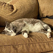 Quiver is registered to the contest to win money with this photo: cat, sleeping, couch, brown_couch, cozy, pet, feline, relaxation, indoor, domestic_animal, fur, whiskers, paws, resting, home, animal, cute, tabby, nap, comfy