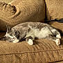 cat, sleeping, couch, brown_couch, cozy, pet, feline, relaxation, indoor, domestic_animal, fur, whiskers, paws, resting, home, animal, cute, tabby, nap, comfy