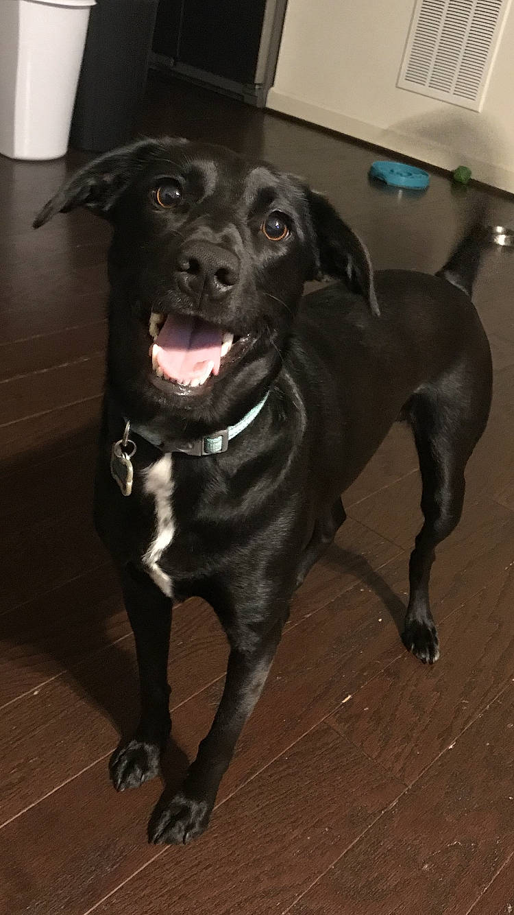 Kepley joined the competition — help win amazing prizes! beagador, borador, canidae, carnivore, companion_dog, dog, dog_breed, labrador_retriever, mammal, patterdale_terrier, rare_breed_dog, retriever, snout, sporting_group, vertebrate