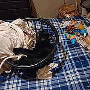 Knok Knok is registered to the contest to win money with this photo: black_cat, laundry_basket, clothes, bed, plaid, blanket, toy, colorful, feline, indoor, curious, resting, basket, fabric, home, pet, animal, sleeping_area, yellow_eyes, cozy