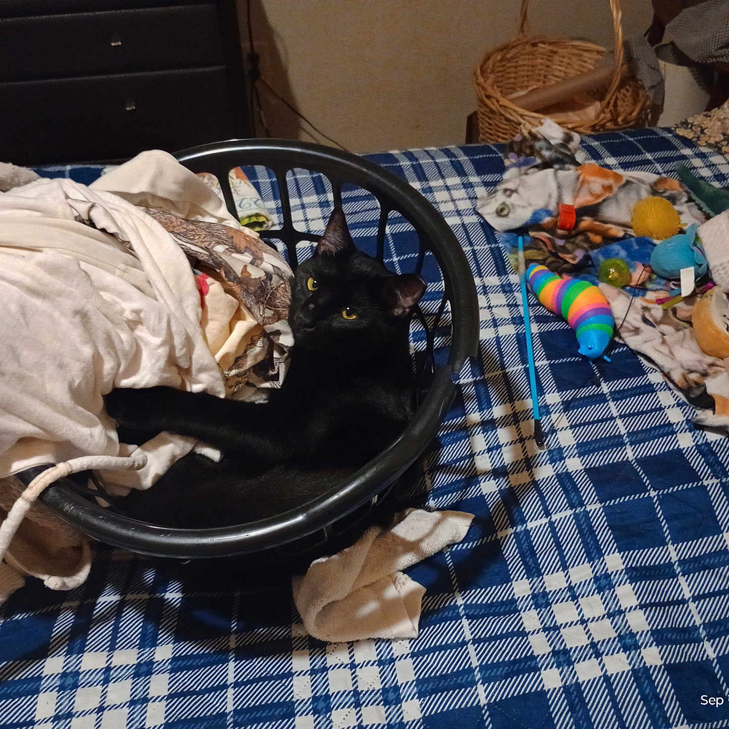 Knok Knok is registered to the contest to win money with this photo: animal, basket, bed, black_cat, blanket, clothes, colorful, cozy, curious, fabric, feline, home, indoor, laundry_basket, pet, plaid, resting, sleeping_area, toy, yellow_eyes