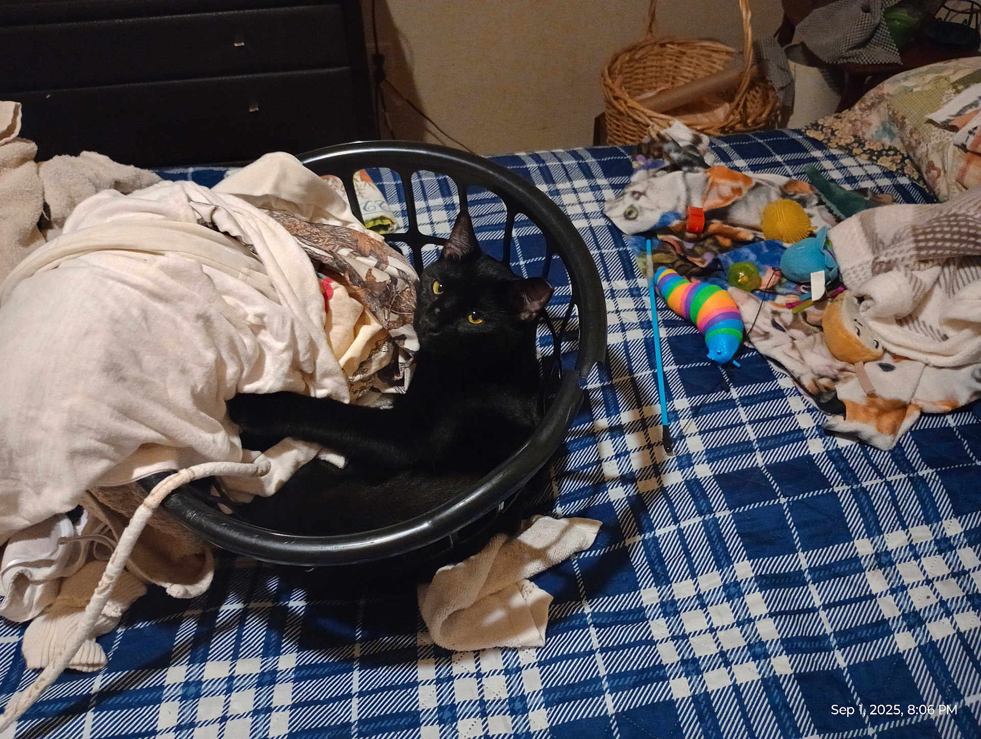 Knok Knok is registered to the contest to win money with this photo: black_cat, laundry_basket, clothes, bed, plaid, blanket, toy, colorful, feline, indoor, curious, resting, basket, fabric, home, pet, animal, sleeping_area, yellow_eyes, cozy