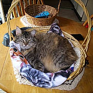 Jinxi is registered to the contest to win money with this photo: cat, tabby_cat, basket, blanket, wooden_table, chair, indoor, furniture, pet, relaxed, cozy, fur, domestic_animal, living_room, tabletop, household, resting, cute, sleepy, animal