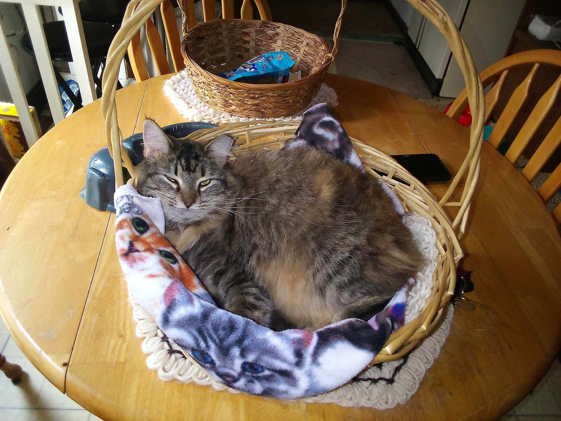 Jinxi is registered to the contest to win money with this photo: cat, tabby_cat, basket, blanket, wooden_table, chair, indoor, furniture, pet, relaxed, cozy, fur, domestic_animal, living_room, tabletop, household, resting, cute, sleepy, animal