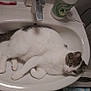 animal, bathroom, bottle, cat, curled_up, cute, domestic_animal, faucet, fur, gray, indoor, lying_down, pet, relaxed, resting, sink, striped, toothbrush, whiskers, white