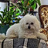 dog, white_dog, fluffy, curly_fur, pet, animal, portrait, sitting, lounging, indoors, armchair, blanket, plants, houseplants, home_decor, furniture, cozy, brown_chair, living_room, cute