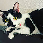 Moo is registered to the contest to win money with this photo: cat, black_and_white, yellow_eyes, pet, feline, curious, indoor, collar, whiskers, closeup, animal, portrait, fur, ears, nose, paw, resting, looking, wall, domestic