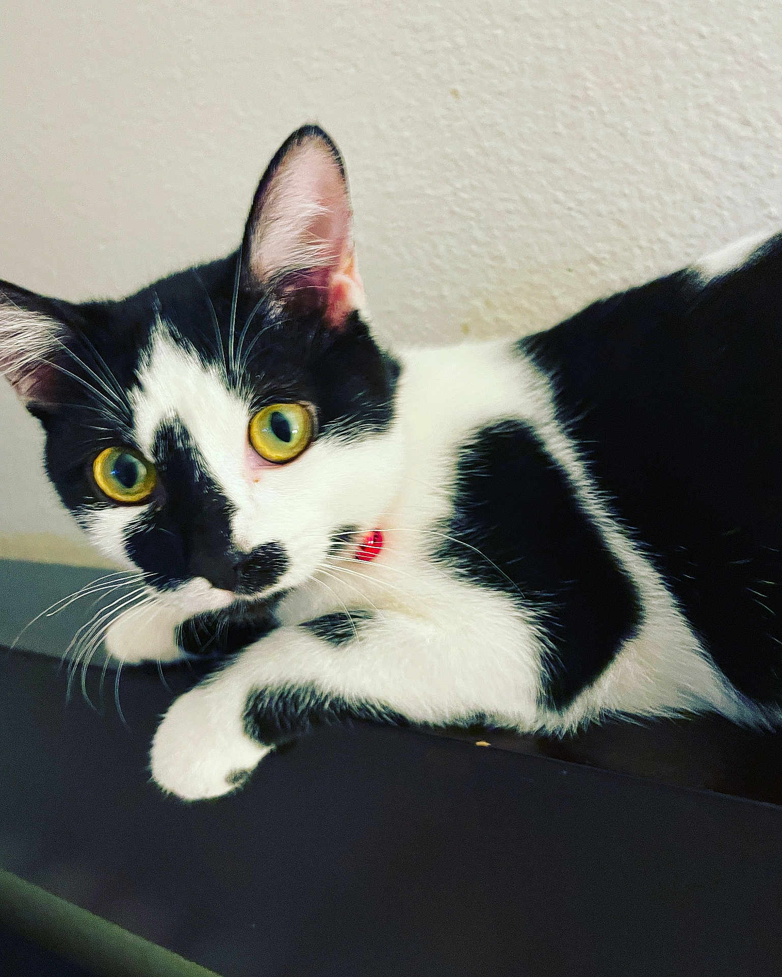 Moo