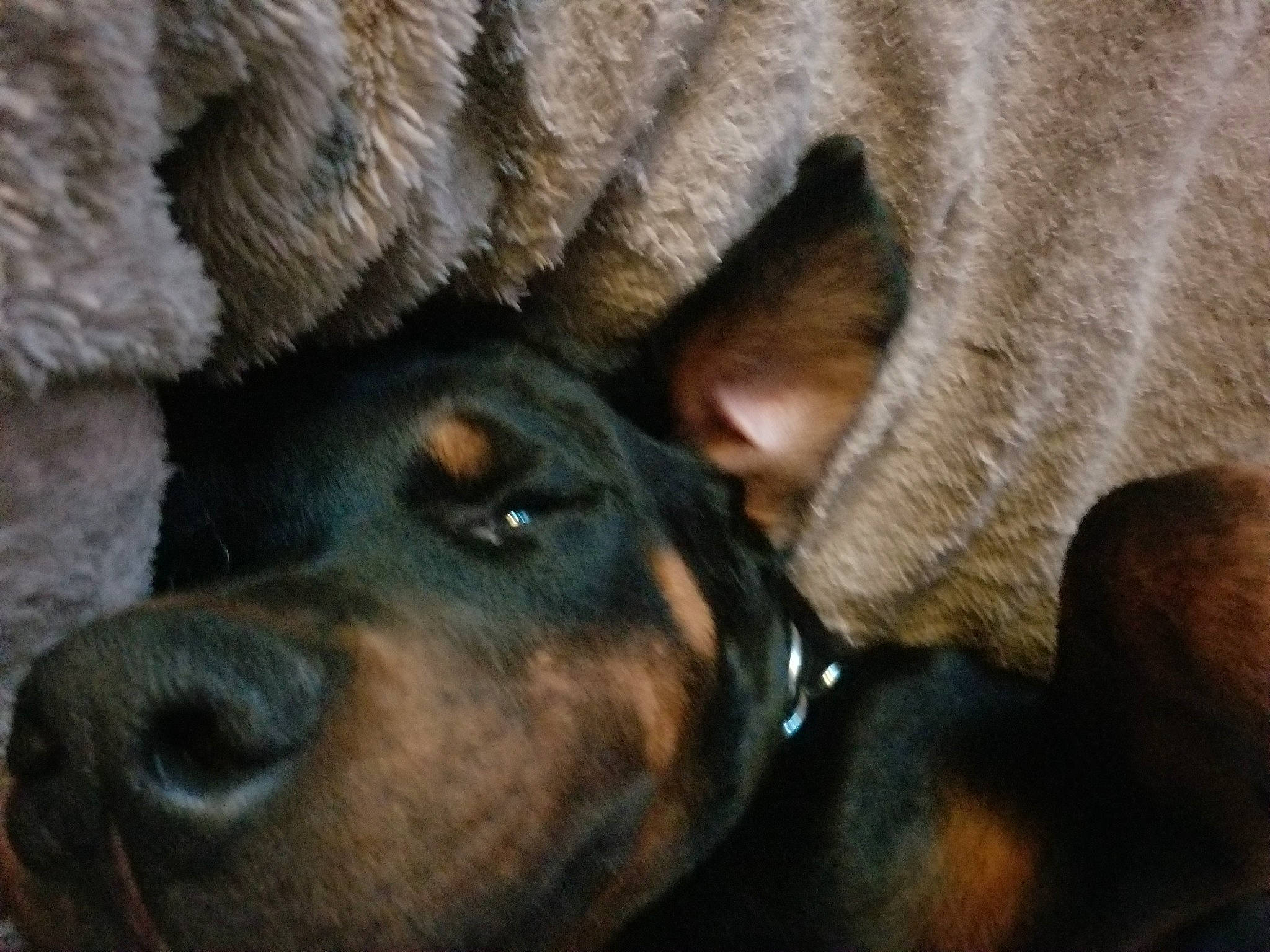 Ares a rejoint le concours — aidez-le/la à gagner de superbes lots ! carnivore, comfort, companion_dog, dog, dog_breed, ear, fawn, fur, guard_dog, hunting_dog, liver, mammal, snout, sporting_group, terrestrial_animal, vertebrate, whiskers, wood, working_animal, working_dog