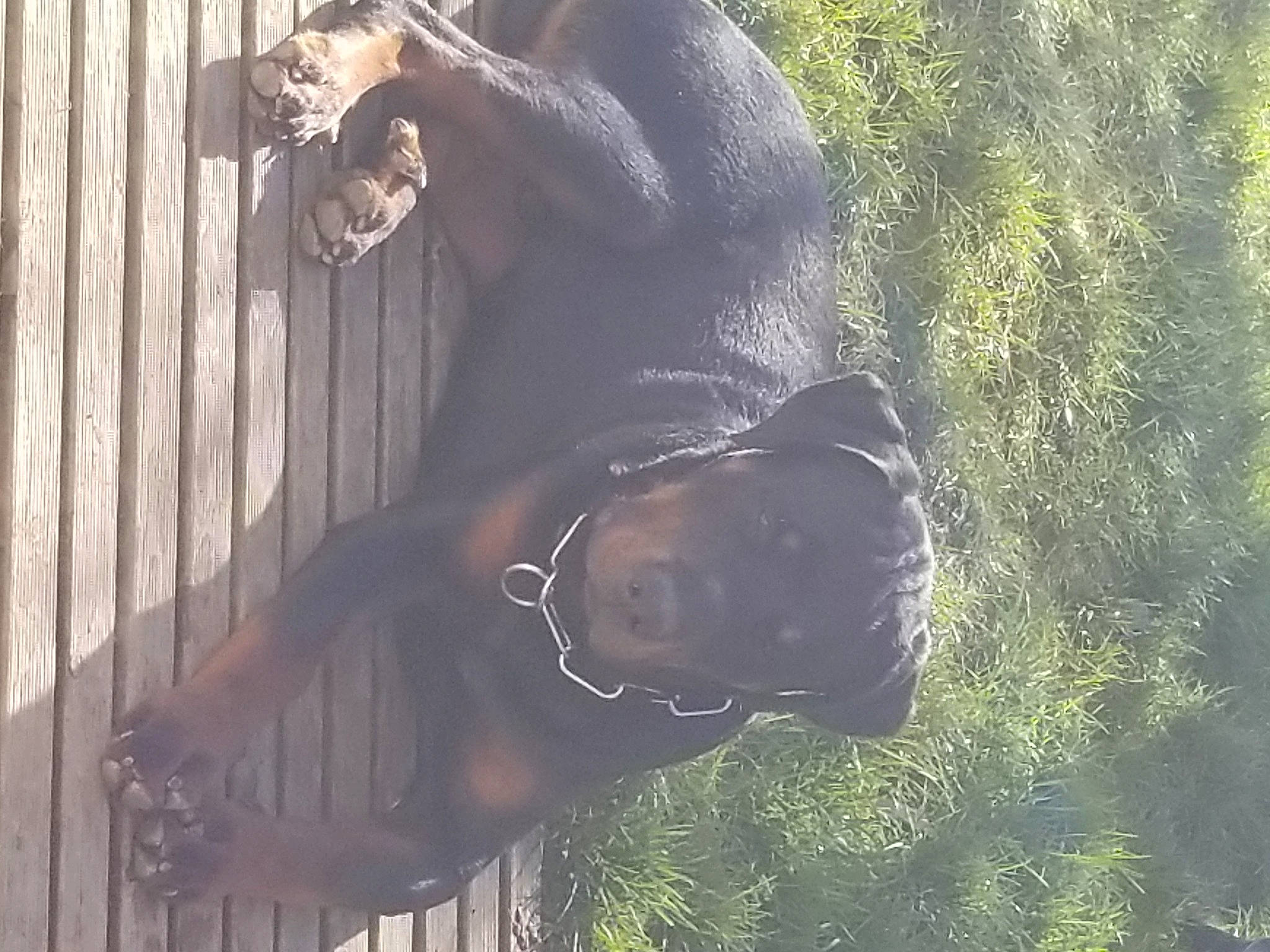 Ares a rejoint le concours — aidez-le/la à gagner de superbes lots ! black_hair, dog_breed, eyewear, fawn, fun, fur, glasses, grass, happy, metal, mouth, plant, shadow, snout, sporting_group, sunglasses, tree, wildlife, window, wood