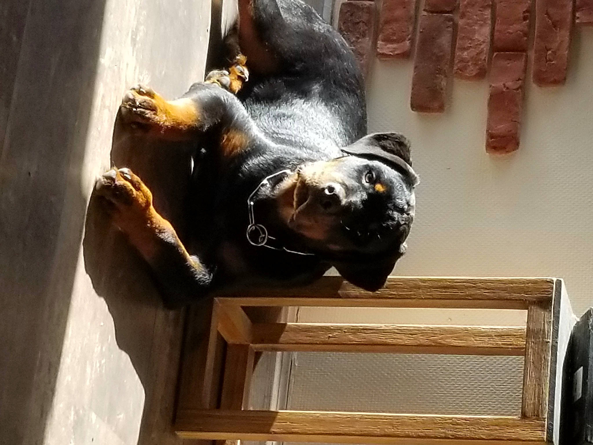 Ares participe au concours pour gagner de l'argent avec cette photo : art, artifact, bronze, bronze_sculpture, canidae, carnivore, carving, fur, gesture, hardwood, mammal, metal, sculpture, snout, sporting_group, statue, vertebrate, visual_arts, wood, working_animal