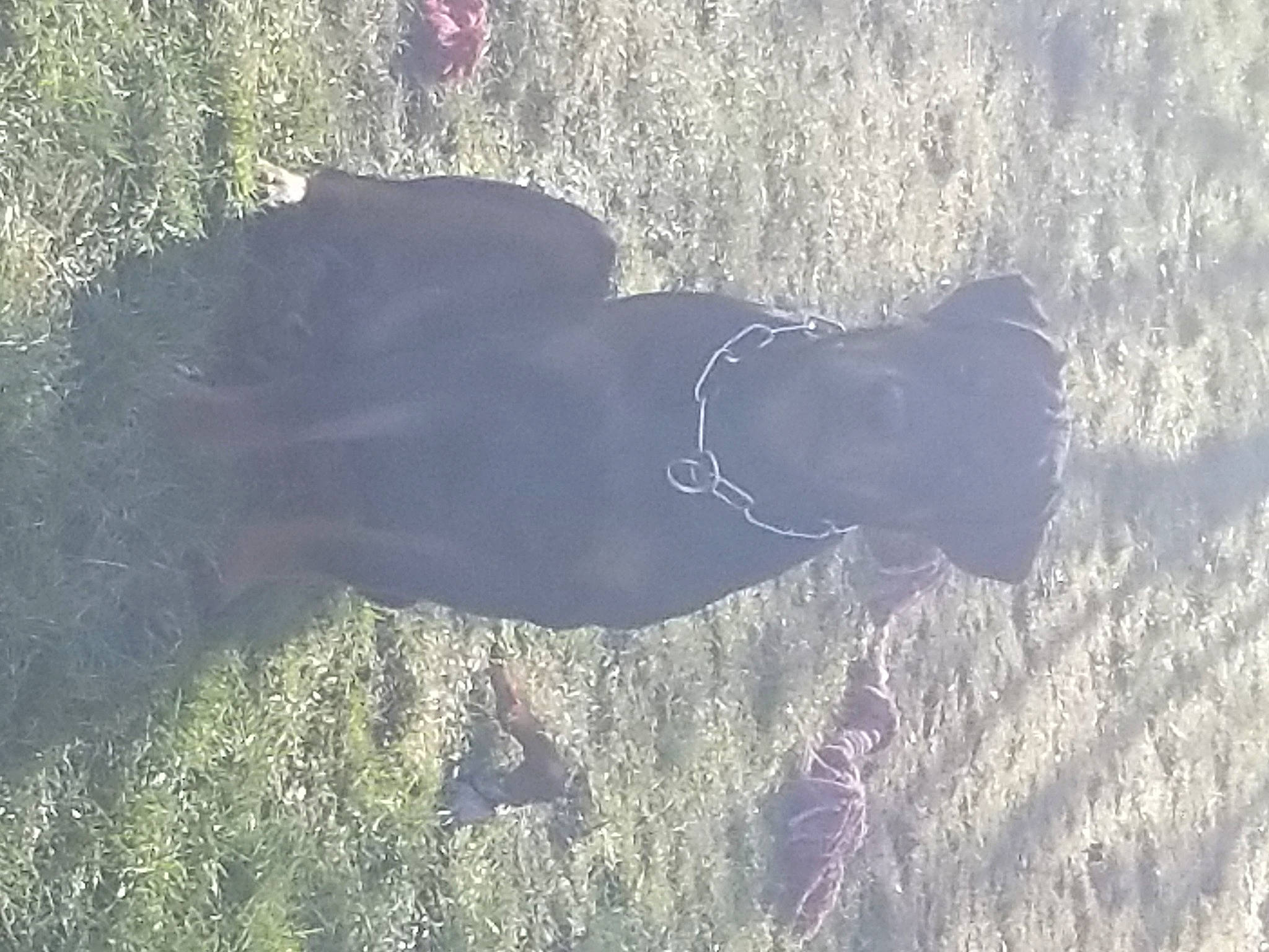 Ares participe au concours pour gagner de l'argent avec cette photo : gesture, grass, grassland, landscape, leaf, mammal, organism, plant, rock, shadow, snout, soil, sporting_group, sunlight, terrestrial_animal, tints_and_shades, tree, vertebrate, wildlife, working_animal