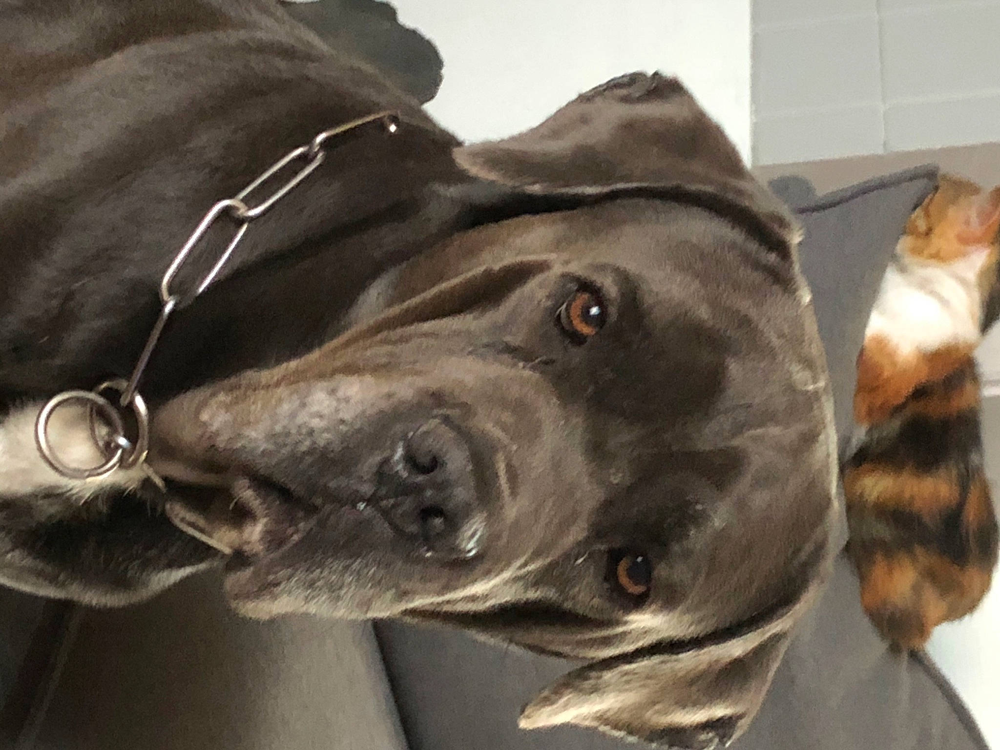 Demon participe au concours pour gagner de l'argent avec cette photo : american_pit_bull_terrier, american_staffordshire_terrier, bandog, canidae, carnivore, dog, dog_breed, jaw, non_sporting_group, pit_bull, snout, sporting_group, staffordshire_bull_terrier, whiskers