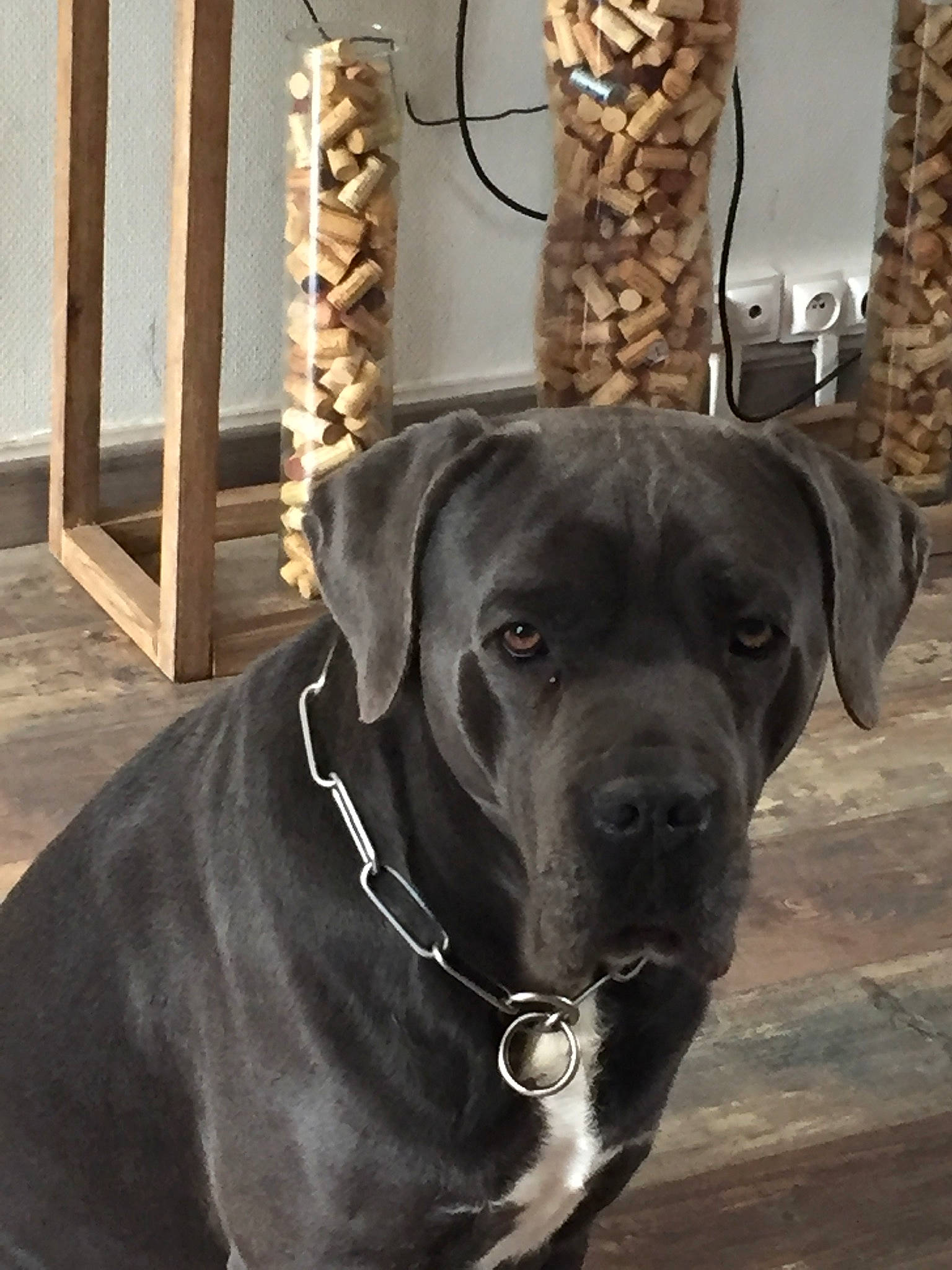 Demon a rejoint le concours — aidez-le/la à gagner de superbes lots ! american_pit_bull_terrier, bandog, boerboel, bullmastiff, cane_corso, canidae, carnivore, collar, dog, dog_breed, dog_collar, fawn, guard_dog, mammal, molosser, snout, sporting_group, vertebrate