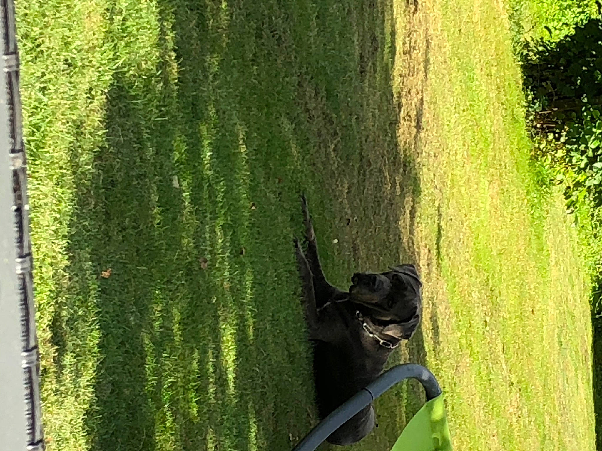 Demon participe au concours pour gagner de l'argent avec cette photo : forest, grass, grass_family, green, leaf, old_growth_forest, plant, plant_stem, tree, trunk, wood, woody_plant