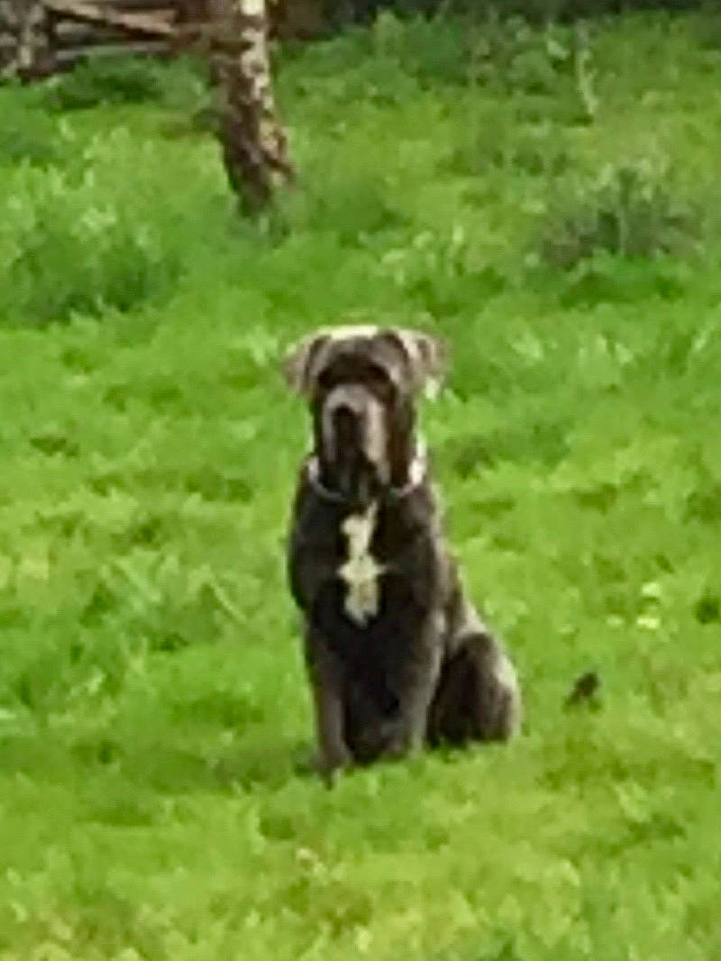 Demon participe au concours pour gagner de l'argent avec cette photo : cane_corso, canidae, carnivore, dog, dog_breed, guard_dog, labrador_retriever, mammal, newfoundland, non_sporting_group, perro_de_presa_canario, sporting_group, terrier, vertebrate, working_dog