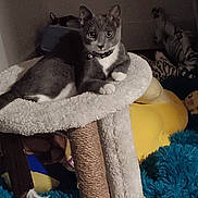 Star Moon joined the competition — help win amazing prizes! animal, cat, cat_tree, collar, cozy, curious, cute, feathers, fluffy, furniture, gray_cat, home, indoor, looking_at_camera, pet, playful, relaxed, soft, toy, white_paws