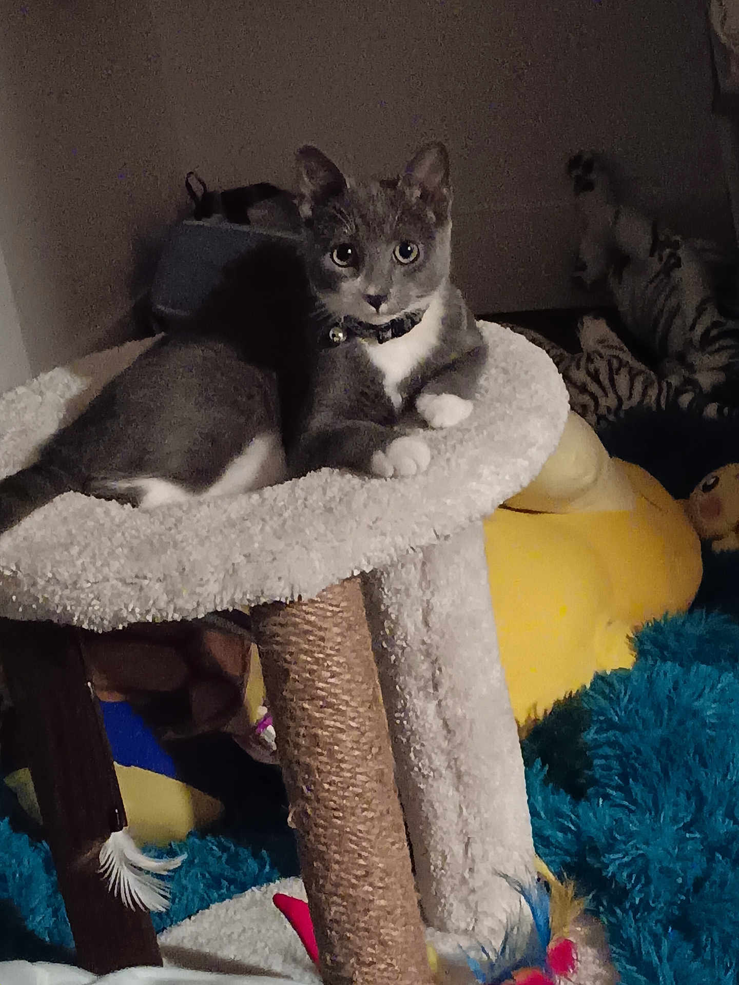 Star Moon joined the competition — help win amazing prizes! animal, cat, cat_tree, collar, cozy, curious, cute, feathers, fluffy, furniture, gray_cat, home, indoor, looking_at_camera, pet, playful, relaxed, soft, toy, white_paws