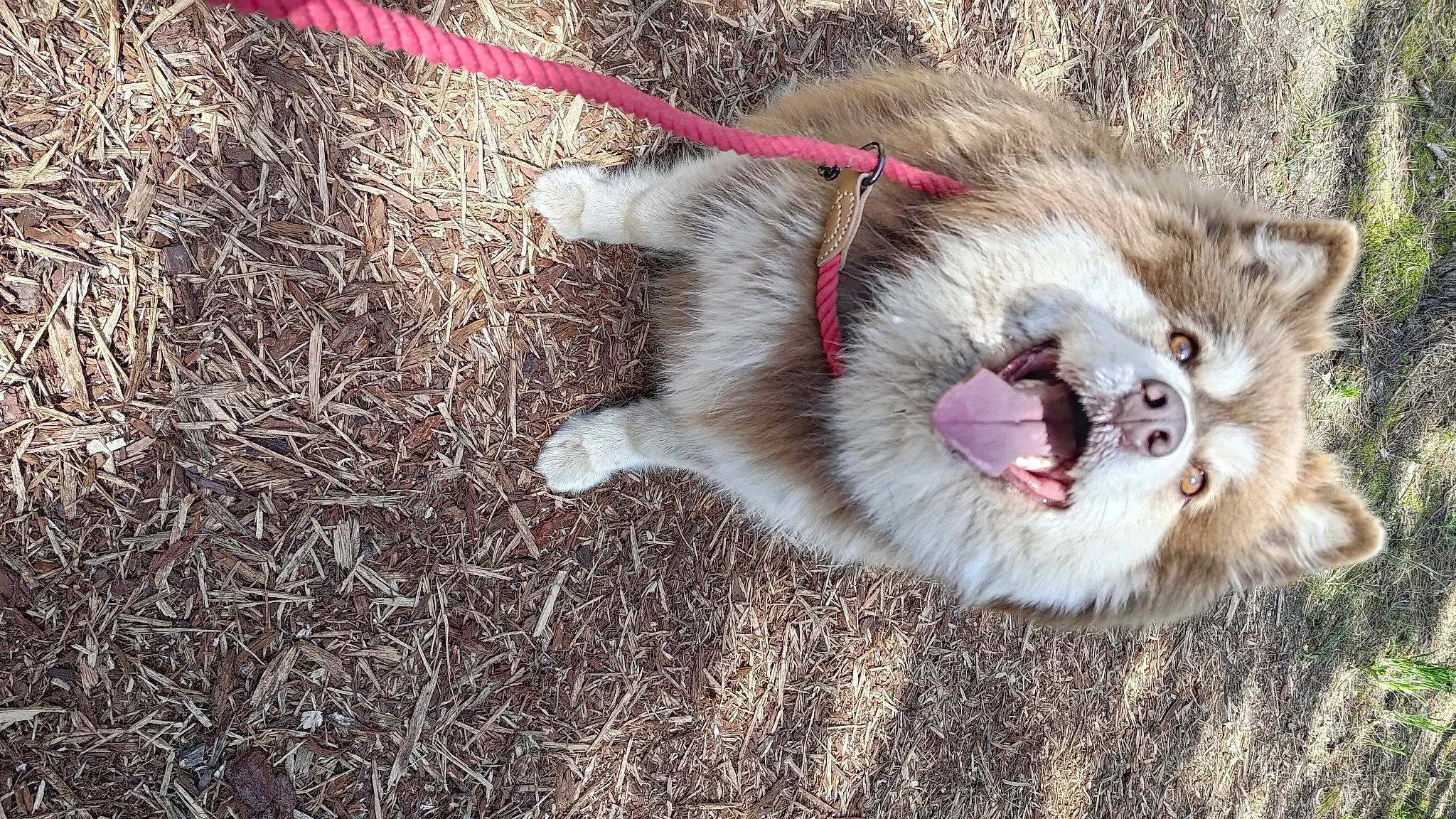 Pickels a rejoint le concours — aidez-le/la à gagner de superbes lots ! canidae, carnivore, cat, claw, collar, dog_breed, domestic_short_haired_cat, fang, fawn, felidae, fur, grass, paw, roar, small_to_medium_sized_cats, sporting_group, tail, terrestrial_animal, whiskers, yawn