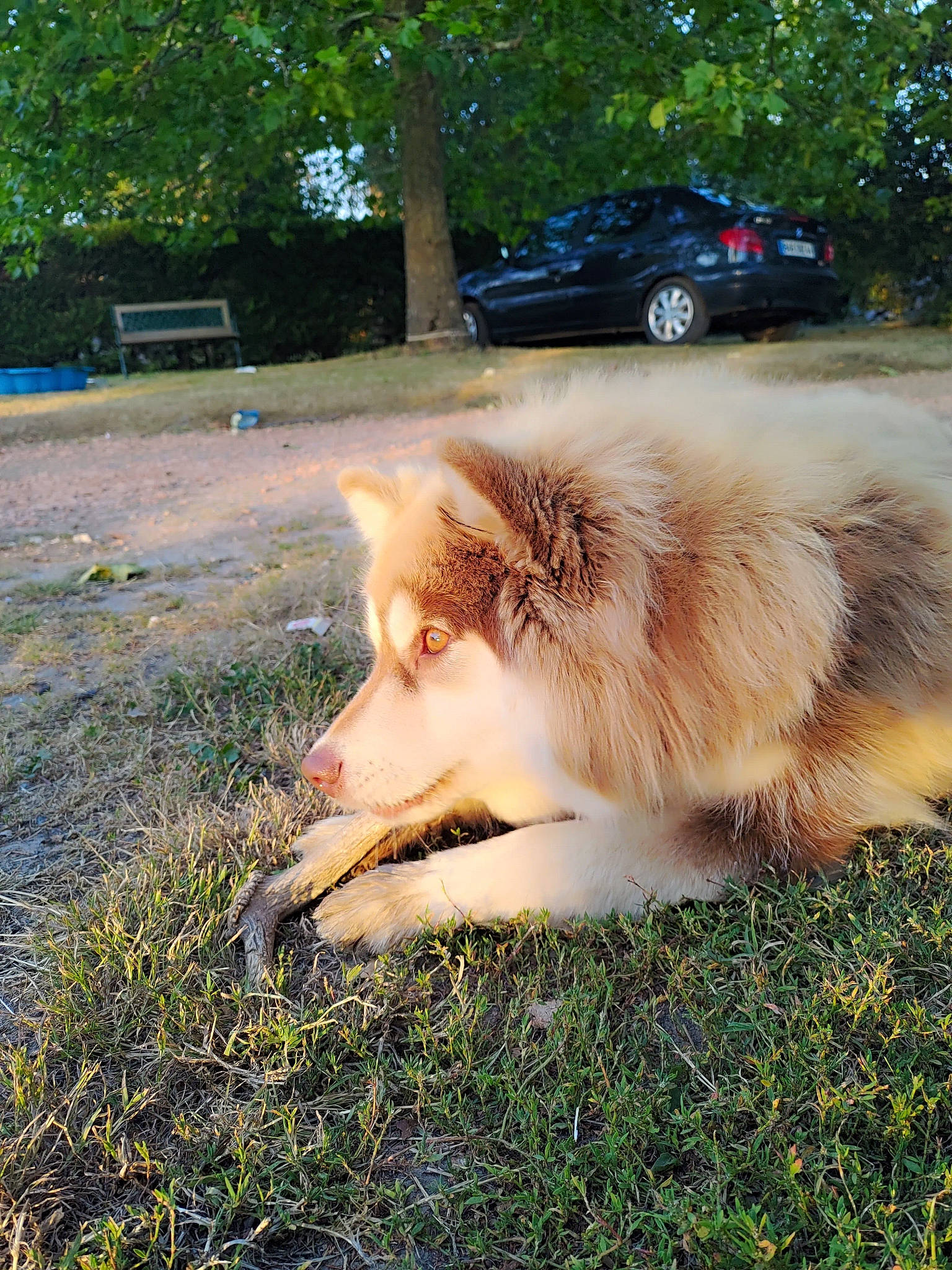 Pickels participe au concours pour gagner de l'argent avec cette photo : canidae, car, carnivore, companion_dog, dog, dog_breed, fawn, german_spitz, german_spitz_klein, grass, plant, snout, spitz, sporting_group, tail, tints_and_shades, tire, tree, vehicle, wheel